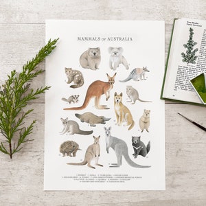 Póster con impresión de arte mural de mamíferos australianos: cuadro de identificación de historia natural, ilustración de animales de Australia, tamaño A5, A4