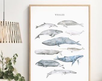 May include: A watercolor illustration of different types of whales, including a blue whale, a humpback whale, a gray whale, and a sperm whale. The illustration is titled "Whales" and includes the names of each whale species.