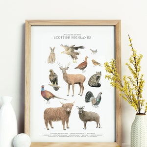A3 Animales de las Tierras Altas de Escocia Impresión de cartel de arte de pared de Escocia - Gráfico de pared de historia natural Arte de la naturaleza Campo Águila Ciervo Vaca Soay