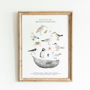A3 Impresión de arte de pared de vida silvestre costera británica - Gráfico de identificación de la costa de aves marinas Ilustración de historia natural de Gran Bretaña