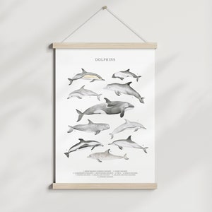 A3 Impresión de delfines, tipos de delfines vivero pared arte ilustración mular orca risso, náutica bajo el mar animales razas