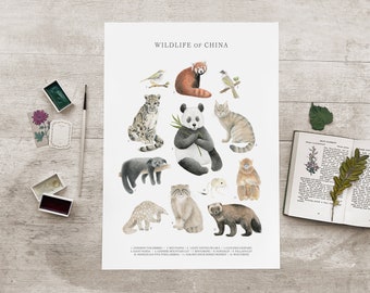 Wildlife of China Animal Wall Art Identification Chart Print Poster Watercolour Illustration Natural History Gift A5 A4 A3