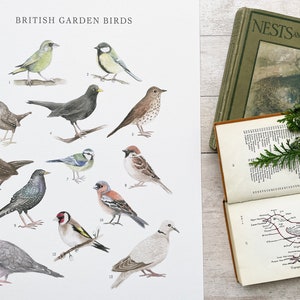Lámina mural de pájaros de jardín británicos A3 - Lámina para guardería de pájaros - Cuadro mural con ilustración de historia natural - Regalo para amantes de las aves