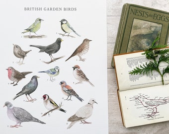 A3 British Garden Birds Wall Art Print  - Bird Nursery Print Picture - Natural History Illustration Wall Chart - Gift for Bird Lover