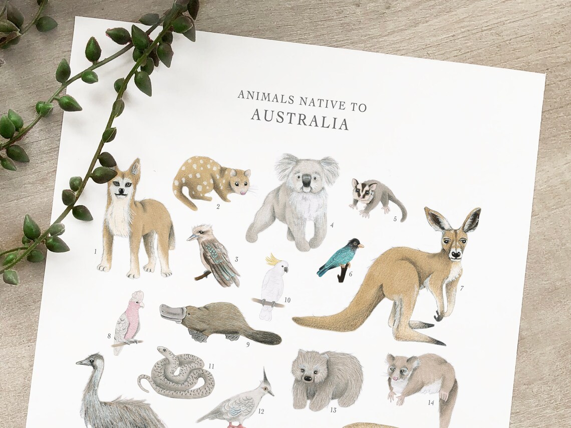 Australian Animals A4 A3 Wall Art Poster Natural History Etsy