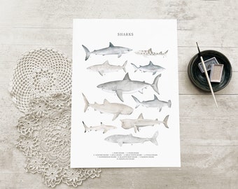 Sharks Print, Types of Shark Nursery Wall Art Illustration Great White, Tiger Shark, Nautical Under The Sea Ocean Animals Breeds A5 A4 A3