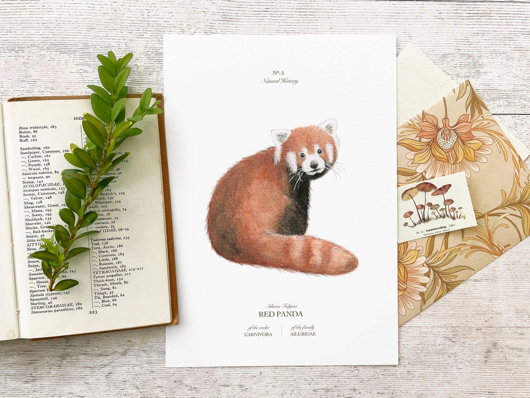 Red Panda Wall Art Print A5 - Natural History Animal Watercolour ...