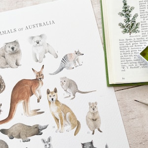 Póster impreso de arte mural de mamíferos australianos A3 - Gráfico de identificación de historia natural Ilustración Animales de Australia