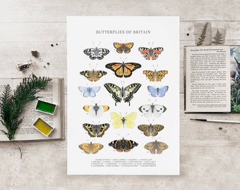 British Butterflies Art Print Identification Chart Watercolour Illustration Natural History Poster Butterfly Species Types A5 A4