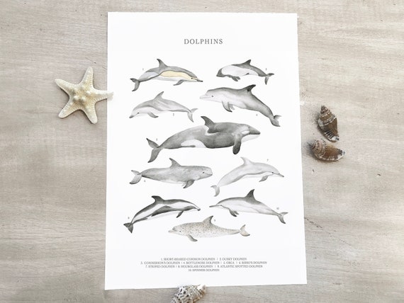 Bottlenose Dolphin Pictures To Print