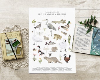 May include: A colorful illustrated poster titled "Flora & Fauna of British Rivers & Streams". The poster features a variety of animals and plants found in British rivers and streams, including a swan, a heron, a pike, a mallard duck, a frog, a dragonfly, a water boatman, a water vole, and a water forget-me-not.