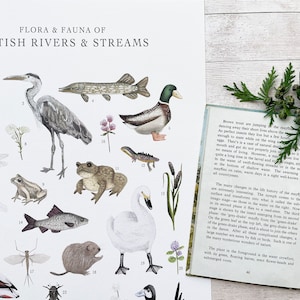 A3 British Rivers & Stream Wall Art Print- Cartel de flora y fauna Historia natural - Gráfico de identificación de pared - Arte de la naturaleza - Campo