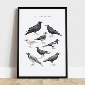 Impresión de arte mural de córvidos británicos A3, pintura de acuarela de aves, cuervo, urraca, cuadro de identificación, póster