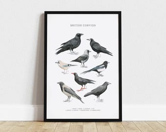 ワタリガラスの種のアートプリント：鳥類識別ポスター - Etsy 日本