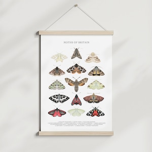 A3 Impresión de polilla británica Cuadro de identificación de arte de pared Ilustración de acuarela Póster de historia natural Tipos de polillas