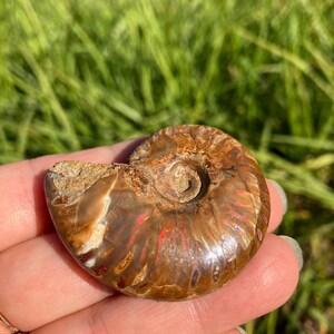 Iridescent Ammonite shell Red Rainbow Pattern ammonite fossil IASR-2