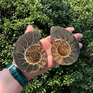 Pair of Polished Ammonite Fossil Halves: Madagascar Decor (3.5&quot;H x 3&quot;W)