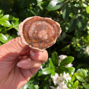 Petrified Wood Car Vent Clip: Crystal Gemstone Decor