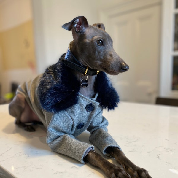 Glamorous Italian Greyhound Wool Coat with Faux Fur collar -  Iggy or Whippet Clothing