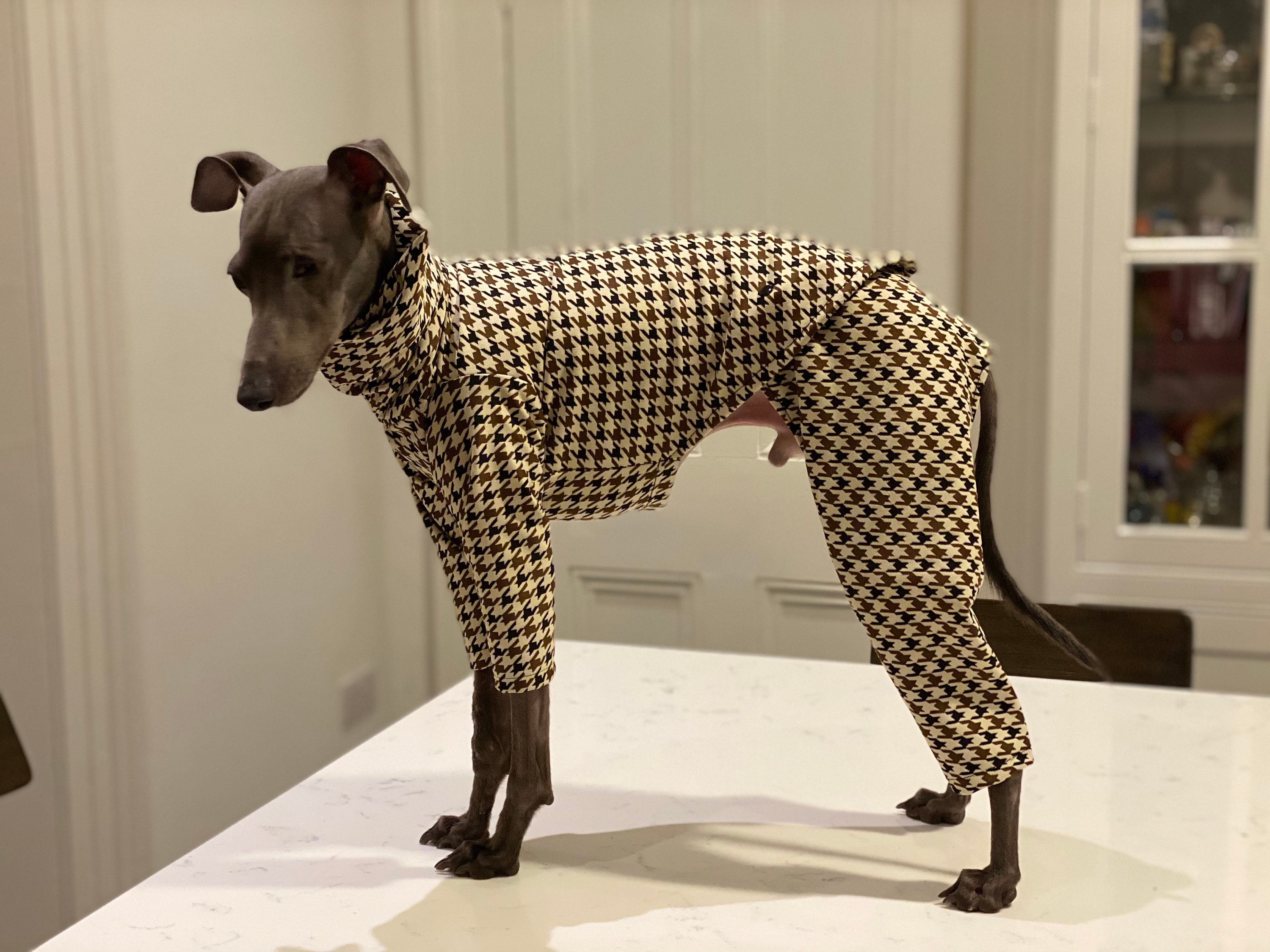 Pied de Poule Two Piece Chestnut Italian Greyhound Suit; Iggy / Whippet Clothing