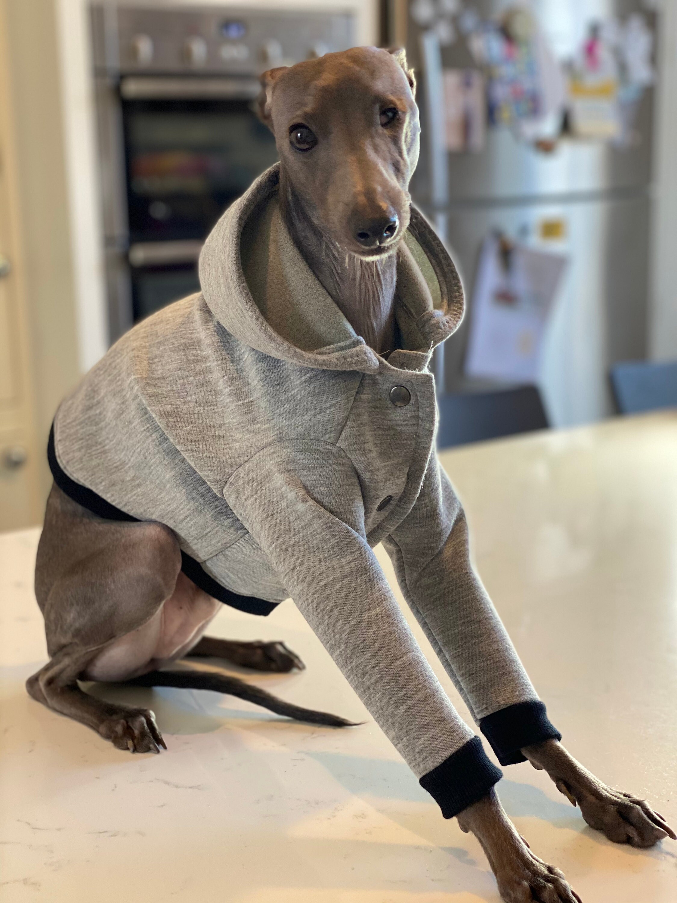 Italian Greyhound Zip Up Hoodie Italian Greyhound Zip Up Hoodie