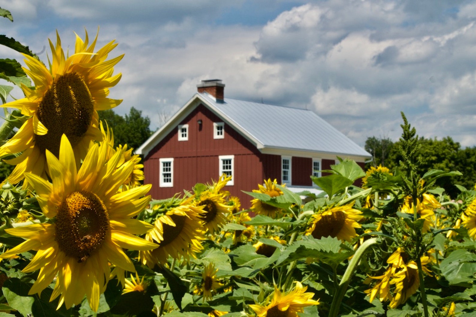 Sunflower Barn Picture Red Barn Country Picture Sunflower Etsy