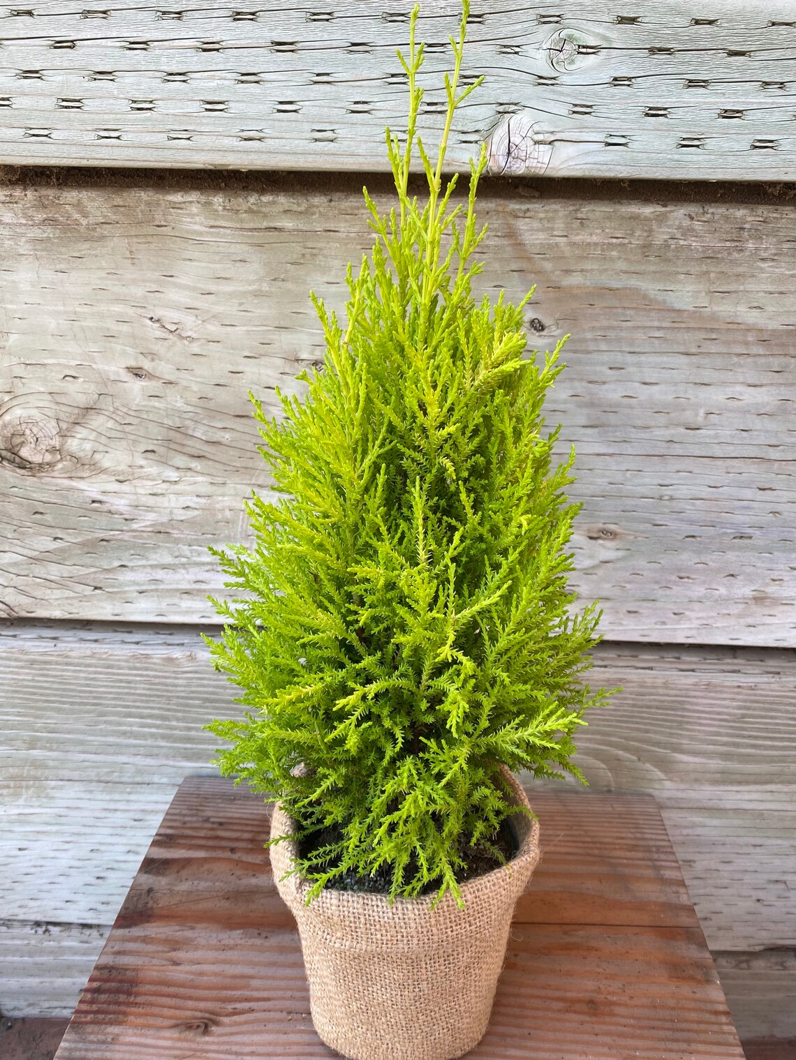 Live Rooted Monterey Cypress Pine Tree. Indoor/ Outdoor Decor. Etsy