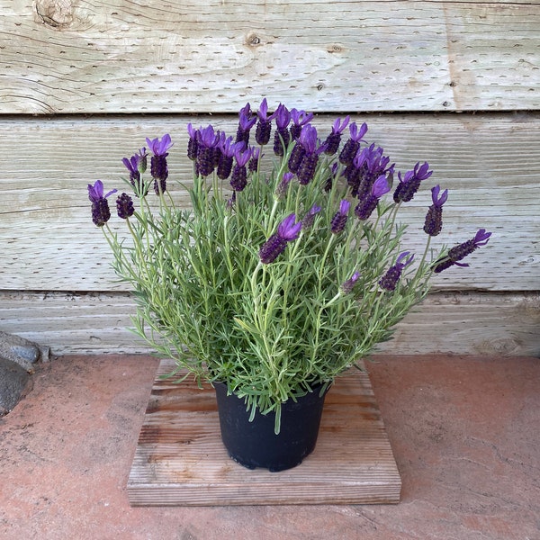 Item Live Rooted and Flowered French/Spanish Lavender Plant Outdoor Decoration Garden Decor Sympathy Gift aromatic gardening
