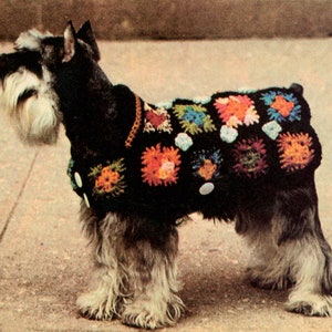 May include: A black and gray Miniature Schnauzer wearing a crocheted dog sweater. The sweater is black with colorful squares of orange, blue, green, and white. The dog has a long, white beard and eyebrows.