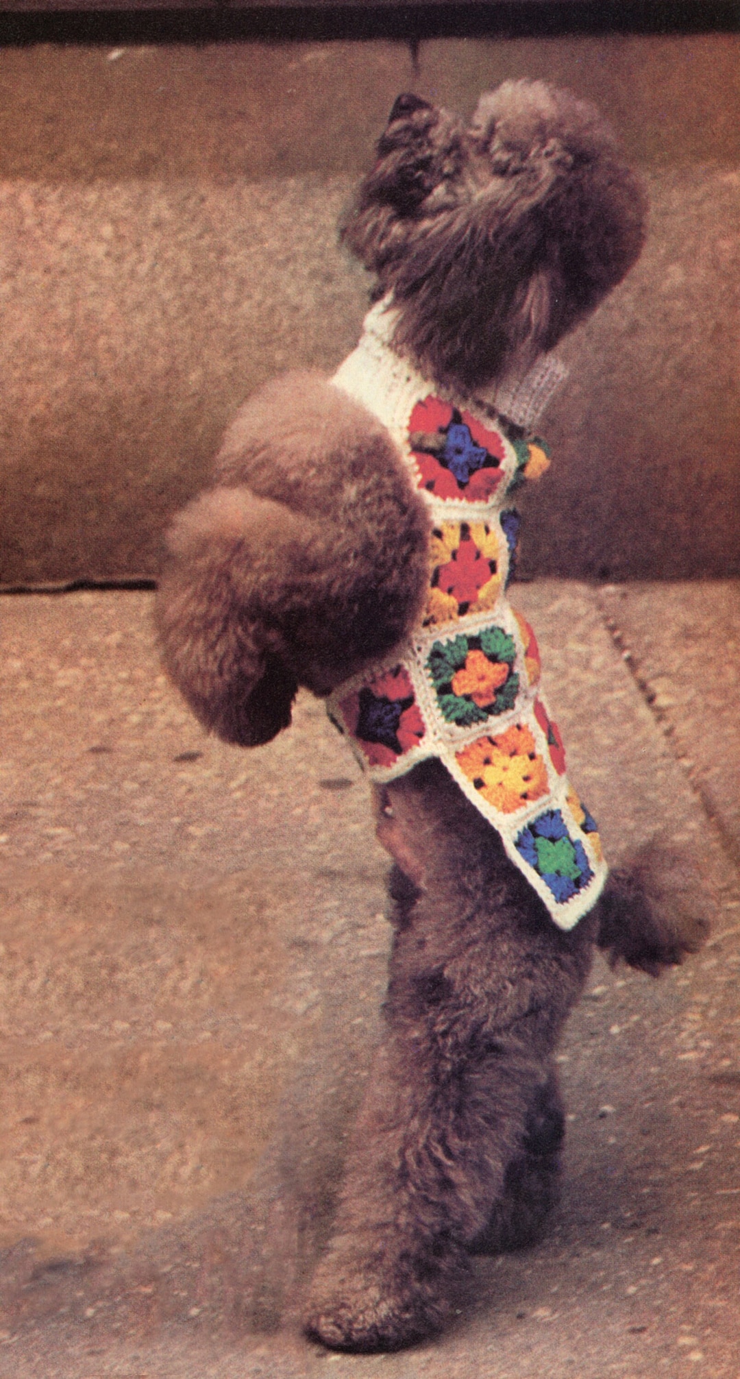 Rainbow Granny Square Dog Coat Crochet Pattern Worsted Etsy