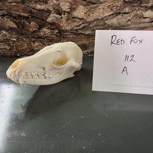 red Fox skull, cleaned, Grade A, THIS EXACT SKULL