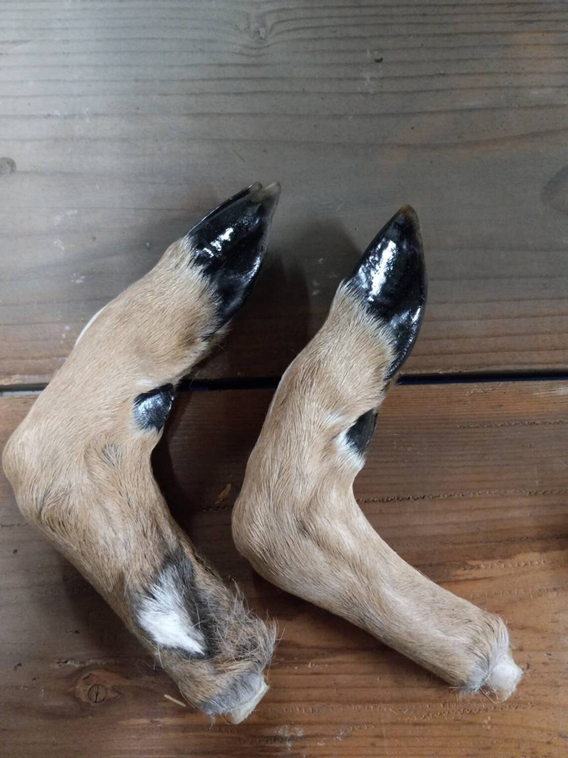 Matching Pair of preserved deer legs Etsy