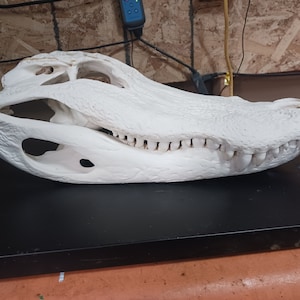 MASSIVE 22.5 inch alligator skull