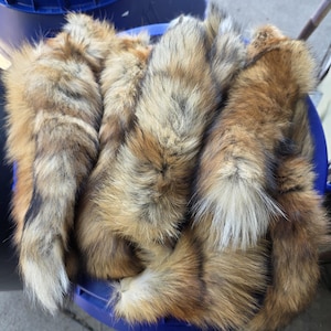 red Fox tails professionally tanned