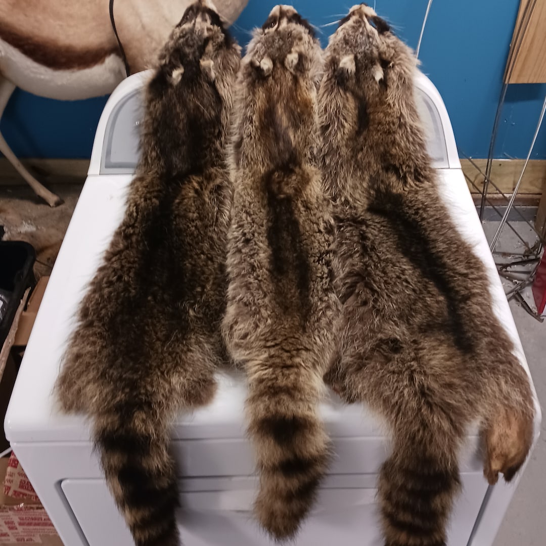 Raccoon Pelt Tanned LOW GRADE - Etsy