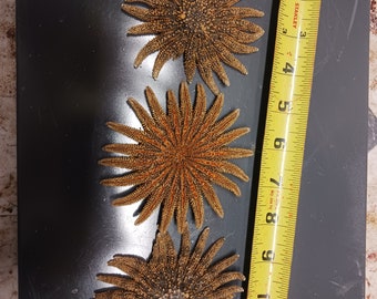Brown sunflower starfish