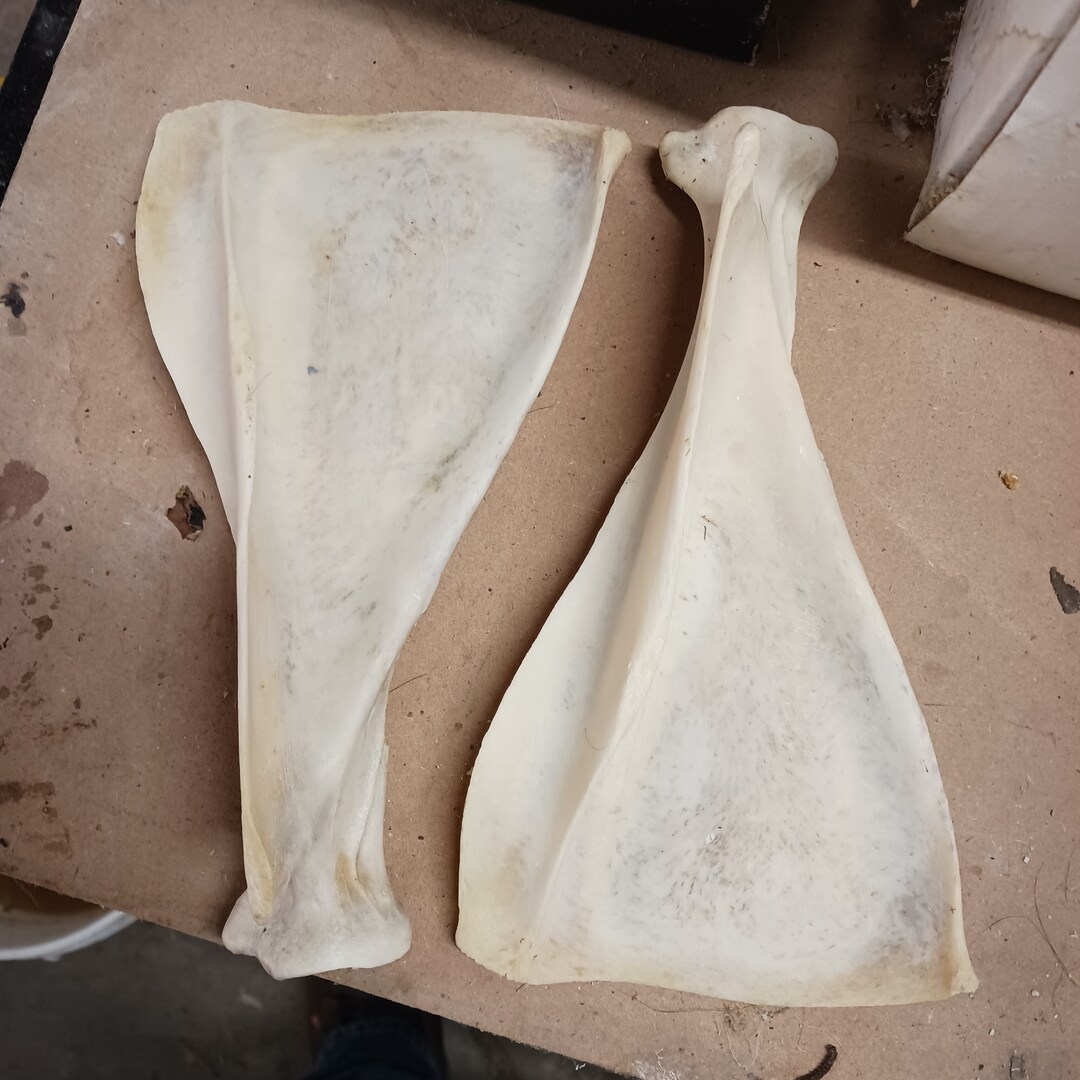 White Tail Deer Shoulder Blade Pair Etsy