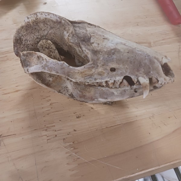 opposum skull beetle cleaned only