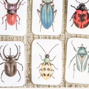 11 Digital Watercolour Beetle Flashcards for Mini Beasts Montessori