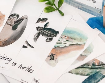 Watercolor Lifecycle of a Sea Turtle Set for Under the Sea Montessori Homeschool learning Unit