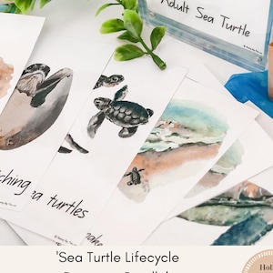Puede incluir: Un conjunto de ilustraciones de acuarela que representan el ciclo de vida de una tortuga marina. Las ilustraciones incluyen un huevo de tortuga, una cría, una tortuga juvenil y una tortuga marina adulta. Las ilustraciones forman parte de un 'Sea Turtle Lifecycle Resource Bundle' que incluye tarjetas de ciclo de vida de acuarela, actividades de cortar y pegar, tarjetas de palabras clave/paredes de palabras y más. El paquete está diseñado para un enfoque de juego holístico.