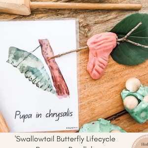 May include: A watercolour illustration of a butterfly pupa in a chrysalis, with the text 'Pupa in chrysalis'. The image is part of a 'Swallowtail Butterfly Lifecycle Resource Bundle' that includes watercolour lifecycle cards, cut and paste activities, key word wall cards, and more. The bundle contains 12 pages.