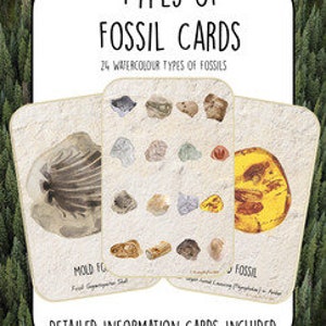 Può includere: Un set di 24 carte di fossili ad acquerello con carte informative dettagliate incluse. Le carte presentano una varietà di fossili, tra cui un fossile di stampo e un insetto fossilizzato.