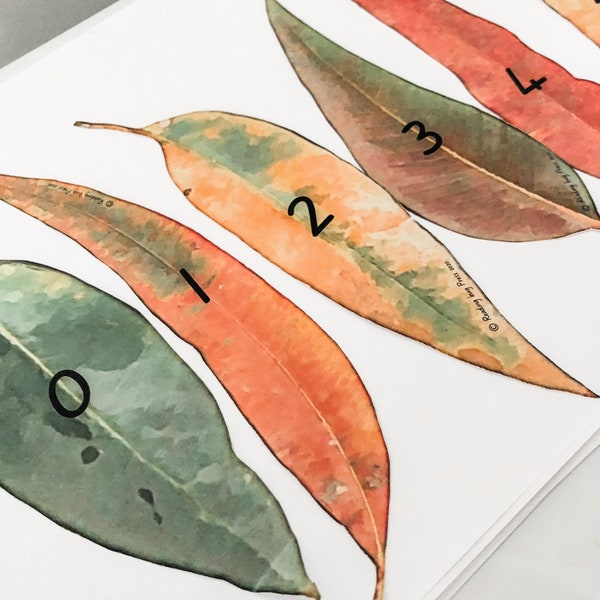 Australian Gumtree and Eucalyptus Leaf Number 0-100 Number Cards 1 Rating Montessori