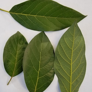 Fresh, organic avocado leaves - 30 leaves