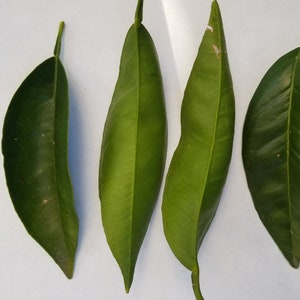 Fresh, organic California orange leaves - 30 leaves