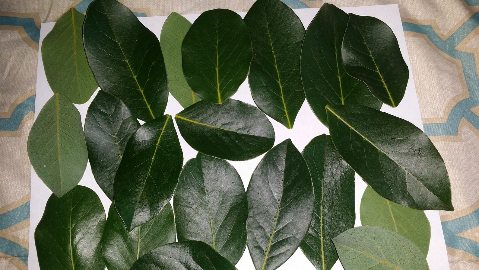 Fresh Organic California Bay Leaves 50 Leaves Etsy