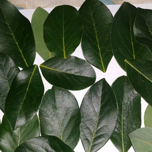 Fresh, organic California bay leaves - 50 leaves