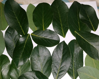 Fresh, organic California bay leaves - 50 leaves