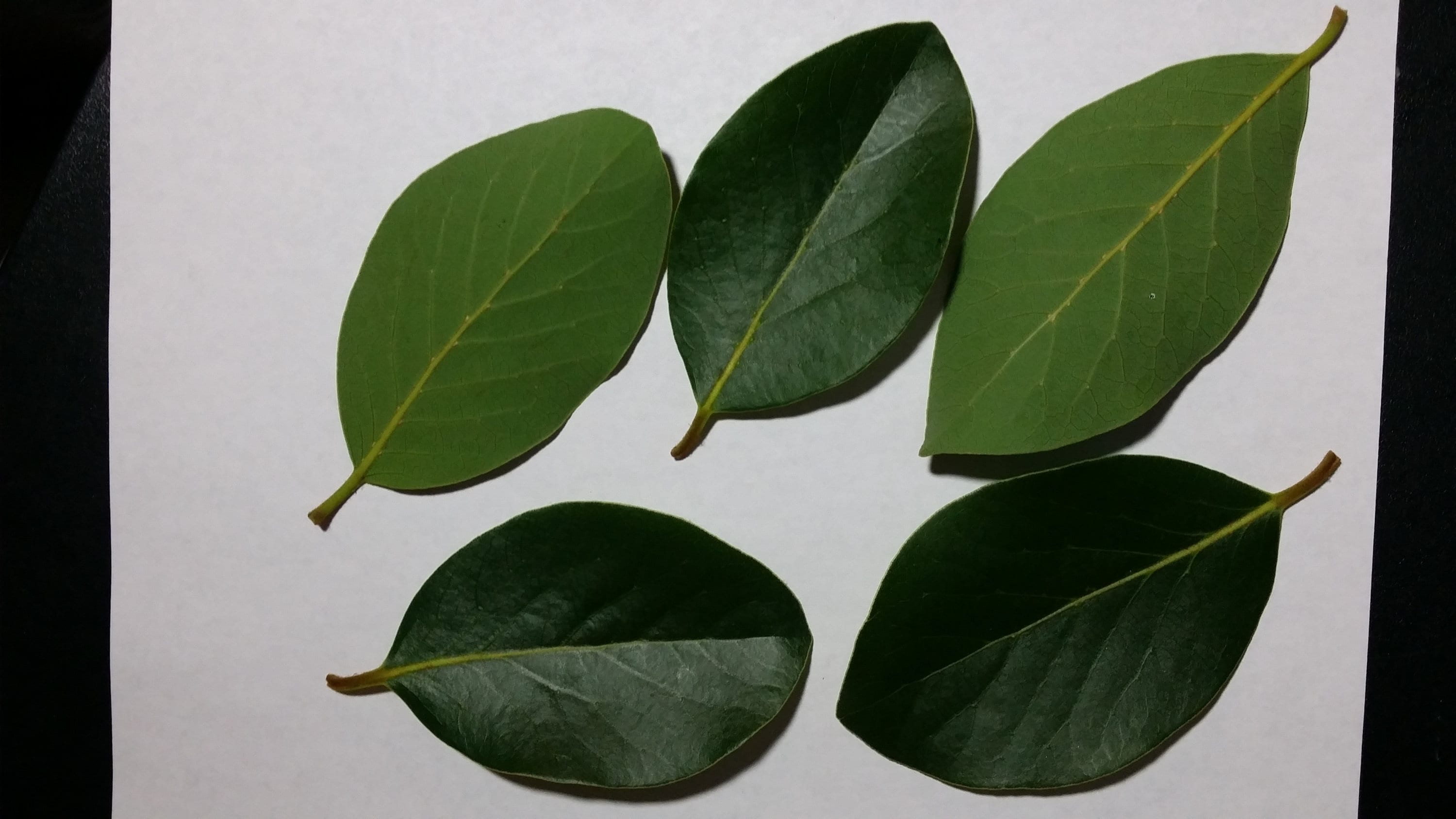 Fresh organic California bay leaves 50 leaves Etsy